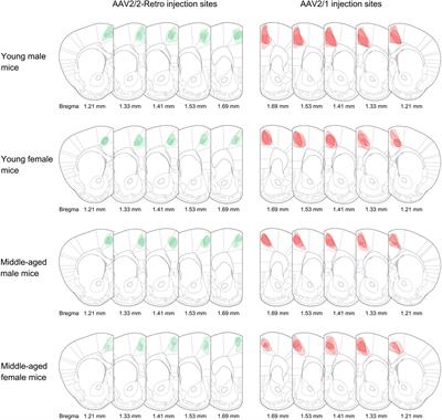 Afferent and efferent projections of the rostral anterior cingulate cortex in young and middle-aged mice